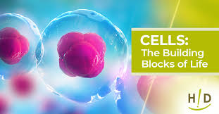 10 interesting facts about cells: The building blocks of life